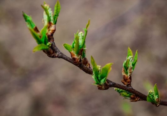 NATURE’S AWAKENING IN THE PICTURES OF THE BARCHANT PHOTOGRAPHER