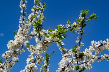 Photos of Kristina Silukova on the theme of spring