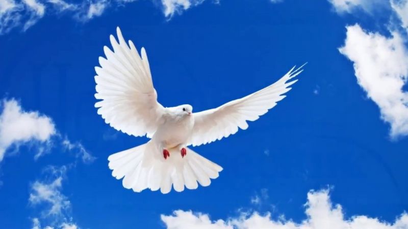 Королевство Северный Бархант придерживается миролюбивой политики