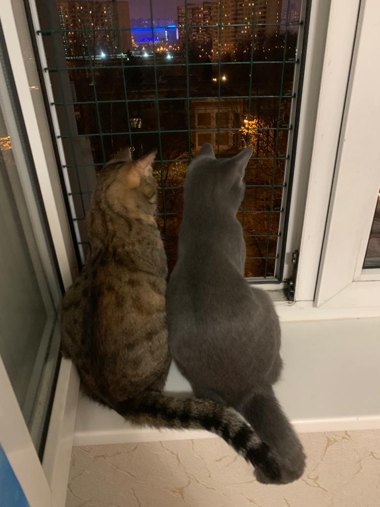 CAT AS A SYMBOL OF DEVOTEDNESS: THE STORY OF MISTER DYMSTON