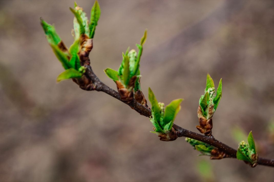 NATURE’S AWAKENING IN THE PICTURES OF THE BARCHANT PHOTOGRAPHER
