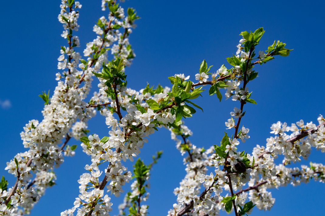SPRING IN THE PHOTOS BY KRISTINA SILUKOVA